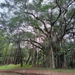 Durban Botanic Gardens - Durban