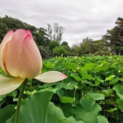 Durban Botanic Gardens - Durban