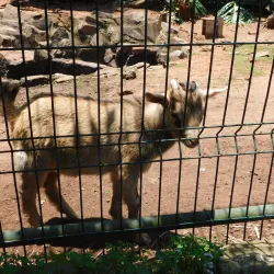 Mitchell Park Zoo - Durban