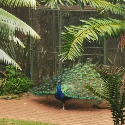 Mitchell Park Zoo - Durban