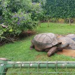 Mitchell Park Zoo - Durban