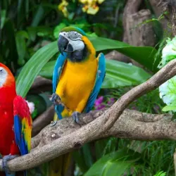 Umgeni River Bird Park - Durban