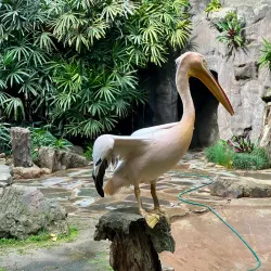 Umgeni River Bird Park - Durban