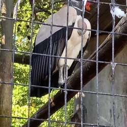 Umgeni River Bird Park - Durban