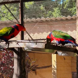 Umgeni River Bird Park - Durban