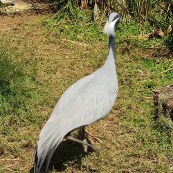 Umgeni River Bird Park - Durban