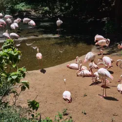 Umgeni River Bird Park - Durban