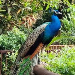 Umgeni River Bird Park - Durban
