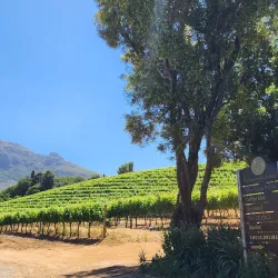 Buitenverwachting Wine Estate - Durbanville