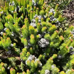 Durbanville Nature Reserve - Durbanville