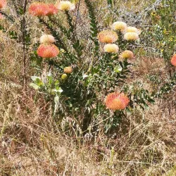 Durbanville Nature Reserve - Durbanville