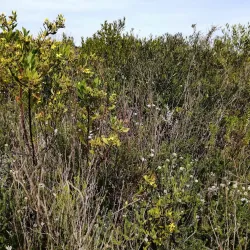 Durbanville Nature Reserve - Durbanville