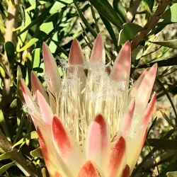 Durbanville Nature Reserve - Durbanville