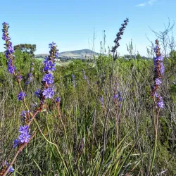 Durbanville Nature Reserve - Durbanville