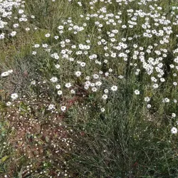 Durbanville Nature Reserve - Durbanville