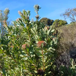 Durbanville Nature Reserve - Durbanville