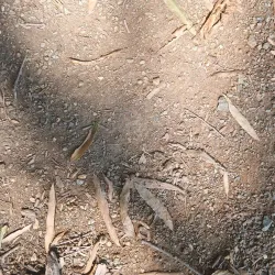 Lakefield Park - Edenvale