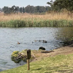 Modderfontein Reserve - Edenvale