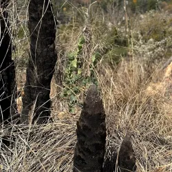 Rietfontein Nature Reserve - Edenvale