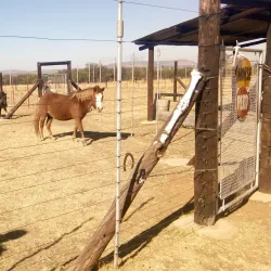 Fochville Agricultural Show (seasonal) - Fochville