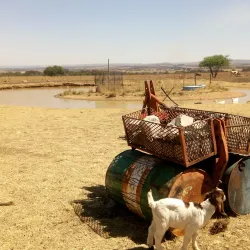 Fochville Agricultural Show (seasonal) - Fochville