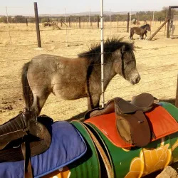 Fochville Agricultural Show (seasonal) - Fochville