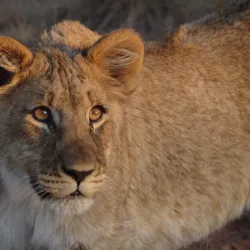 Nearby Game Reserves - Fochville