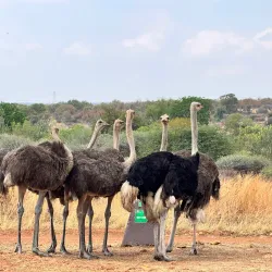 Nearby Game Reserves - Fochville