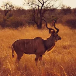 Nearby Game Reserves - Fochville