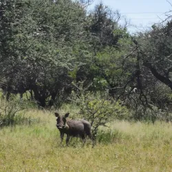 Nearby Game Reserves - Fochville
