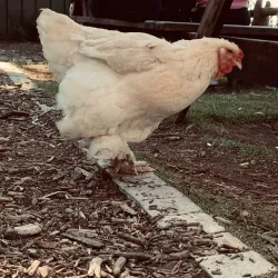 Fourways Farmers Market - Fourways