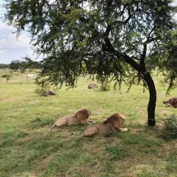 Lion Park - Fourways