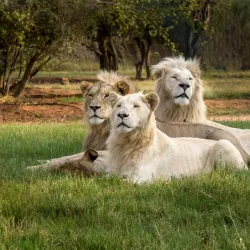 Lion Park - Fourways