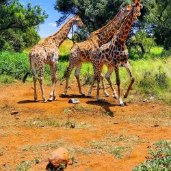 Lion Park - Fourways