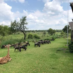 Lion Park - Fourways