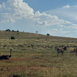Lion Park - Fourways
