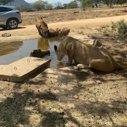 Lion Park - Fourways