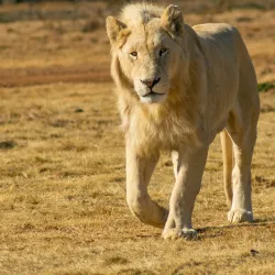 Lion Park - Fourways