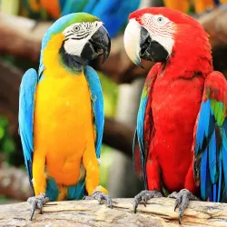 Montecasino Bird Gardens - Fourways