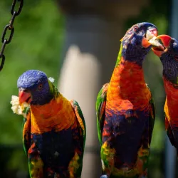 Montecasino Bird Gardens - Fourways