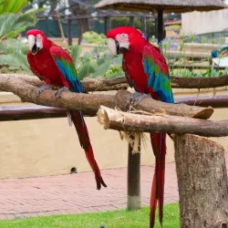 Montecasino Bird Gardens - Fourways