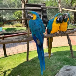 Montecasino Bird Gardens - Fourways