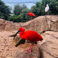 Montecasino Bird Gardens - Fourways