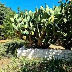 Babylonstoren - Franschhoek