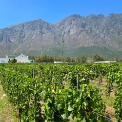Franschhoek Wine Tram - Franschhoek