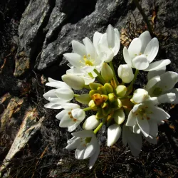 Mont Rochelle Nature Reserve - Franschhoek
