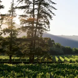 Rickety Bridge Winery - Franschhoek