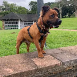 Jameson Park and Rose Garden - Germiston