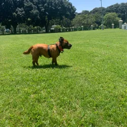 Jameson Park and Rose Garden - Germiston