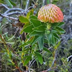 Fernkloof Nature Reserve - Hermanus
